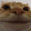 zikkan