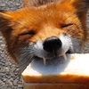 foxylovet