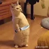 keokematuy4.0