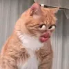 komatsuzo