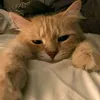 nymphaealys