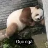 tgpubangtan