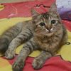 anakcantik1998