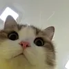 lyimiu_647