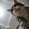 ziadoxlala