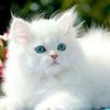 waqarahmad1221