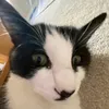 cescataylorr