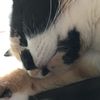 kittyandmoggie