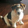 sharojackrussel