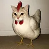 stupidcat_23