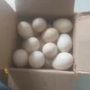 khoikhoikhoi1