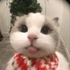 nhuyy111202