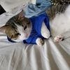 sir_pounce_chiggennugget