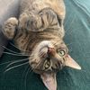 jessie.the.stray