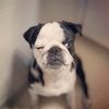 thestylishbisou