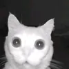 miauwi_