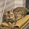 lybengal10