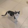 rh_oreo