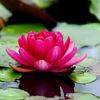 flor_deloto_23