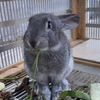 flemishgiantwabbit