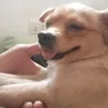 wolfandres1