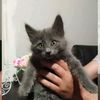 ennstopmemeboy