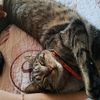 milliethecat.a