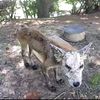 friendsofanimals2