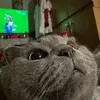 miaucoaie