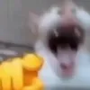 floppycrowon