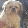 lucky.dog.love