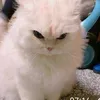 vitka_1127
