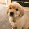 starry_sky_puppy443