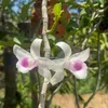 truongthanh_588