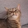 insu_cbm