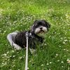 nevie_728