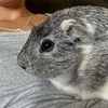 syyyndii