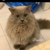 sweetpearlhoney