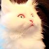 mughalcat0