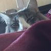 silvershadow651