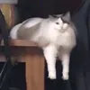 disturbed_kettle
