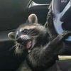 raccoons.r.cool