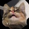 chubbingtonn