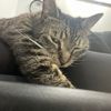 kittyloverno.1