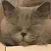 tinunumba