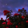 maryam_altahiry