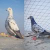 🍁🕊kabotar khan🍁🕊🌷