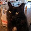 demonkitty486