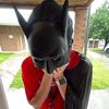 stetsona