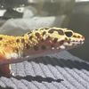 fabri_theraphosidae
